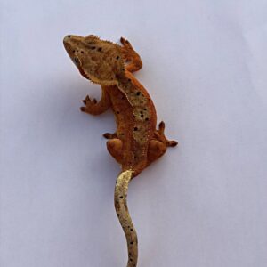 CORRELOPHUS CILIATUS HARLEQUIN X DALMATIEN MALE 200.00 €