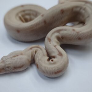BOA IMPERATOR SCORIA HYPO VPI LABYRINTH JUNGLE PINK PANTHER MALE N1/ 995.00 €