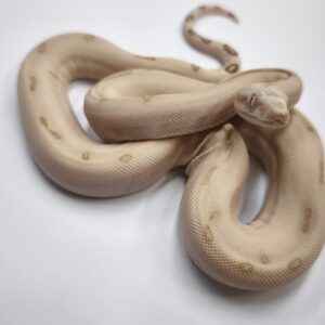 BOA IMPERATOR SCORIA HYPO VPI LABYRINTH JUNGLE MALE N2/ 1100.00 €