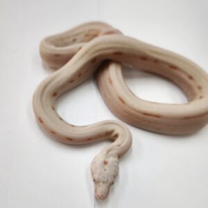 BOA IMPERATOR SCORIA HYPO VPI LABYRINTH JUNGLE PINK PANTHER MALE N3/ 1100.00 €