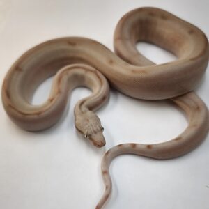 BOA IMPERATOR SCORIA HYPO VPI LABYRINTH JUNGLE  FEMELLE N6/ 800.00 €