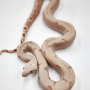 BOA IMPERATOR SCORIA HYPO VPI LABYRINTH JUNGLE  N5/ 1100.00 €