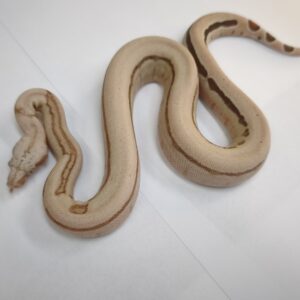 BOA IMPERATOR SCORIA LABYRINTH JUNGLE MALE N6 / 800.00 €