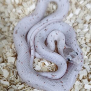 PANTHEROPHIS GUTTATUS PALMETTO MALES/FEMELLES 200.00 €
