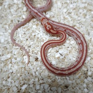 PANTHEROPHIS GUTTATUS TESSERA ALBINOS MALES/FEMELLES  100.00 €