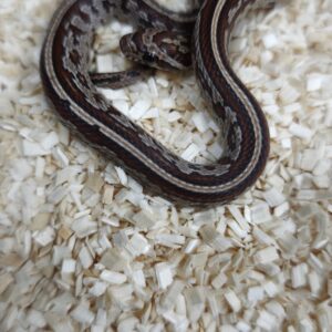 PANTHEROPHIS GUTTATUS TESSERA MALES / FEMELLES 80.00 €