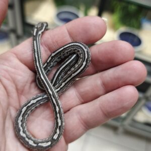 PANTHEROPHIS GUTTATUS TESSERA ANERY  MALES/FEMELLES 100.00 €