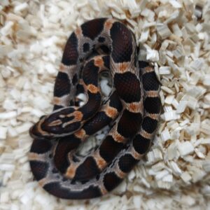 PANTHEROPHIS GUTTATUS OKEETEE ABBOTT 'S MALES / FEMELLES  100.00 €
