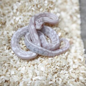 PANTHEROPHIS GUTTATUS TESSERA SNOW MALES/FEMELLES  110.00 €