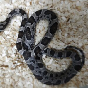 PANTHEROPHIS GUTTATUS ANERY MALES / FEMELLES 90.00 €