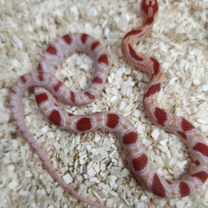PANTHEROPHIS  GUTTATUS AMELANISTIQUE MALES / FEMELLES 90.00 €