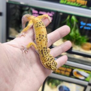 EUBLEPHARIS MACULARIUS HYPO TANGERINE MALE 145.00 €