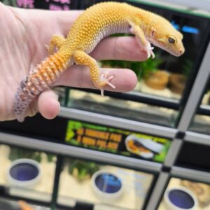 EUBLEPHARIS MACULARIUS SUNGLOW MALE 155.00 €