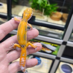 EUBLEPHARIS MACULARIUS SUPER TANGERINE EMERINE  HET RAINWATER FEMELLE 210.00 €