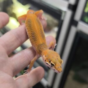 EUBLEPHARIS MACULARIUS SUPER TANGERINE FEMELLE N2 /   190.00 €