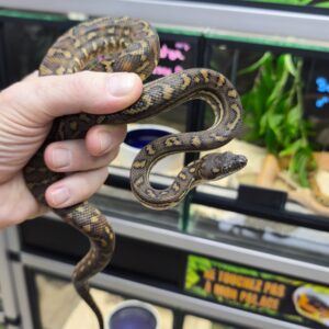 AUSTRALIAN DREAM HET GRANITE ( 25 % PYTHON A TÊTE NOIRE  )   MALE 5000.00 €
