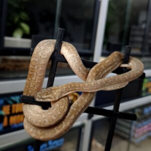 AUSTRALIAN DREAM CARAMEL HET GRANITE FEMELLE ( 25 % PYTHON A TÊTE NOIRE ) 1200.00 €
