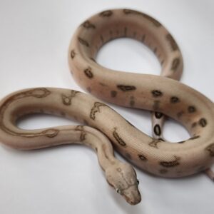 BOA IMPERATOR SCORIA VPI LABYRINTH JUNGLE PINK PANTHER FEMELLE N8  / 1200.00 €