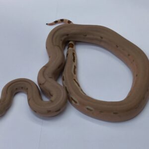 BOA IMPERATOR SCORIA HYPO HET VPI  MALE N9 / 800.00 €