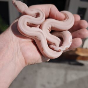 BOA IMPERATOR SCORIA VPI HYPO LABYRINTH JUNGLE PINK PANTHER FEMELLE N12  / 1800.00 €