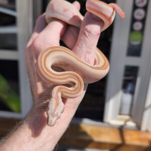 BOA IMPERATOR HYPO LABYRINTH JUNGLE HET VPI MALE 600.00 €