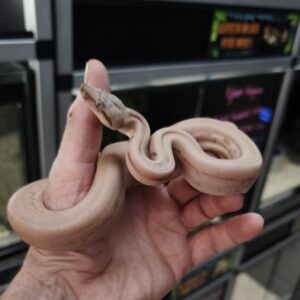 BOA IMPERATOR SCORIA HYPO HET VPI MALE N13 / 500.00 €