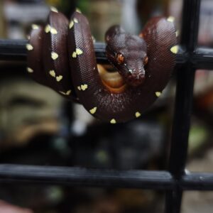 MORELIA AZUREA UTARAENSIS CYCLOPS MOUNTAIN MALE 1200.00 €