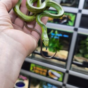 GONYOSOMA OXYCEPHALUM MALE 400.00 €