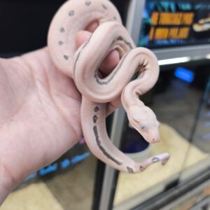 BOA IMPERATOR SCORIA VPI HYPO LABYRINTH JUNGLE PINK PANTHER FEMELLE N20  / 1800.00 €