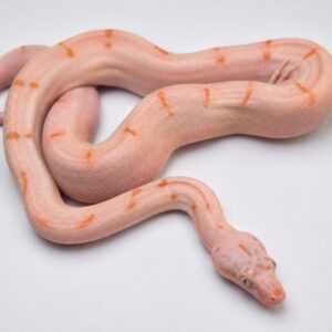 BOA IMPERATOR SCORIA HYPO VPI LABYRINTH JUNGLE  PINK PANTHER FEMELLE N 7 / 2000.00 €