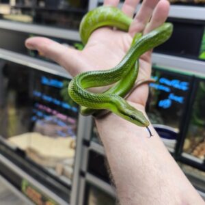 GONYOSOMA OXYCEPHALUM FEMELLE ( F1 )  400.00 €