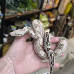BOA IMPERATOR LABYRINTH JUNGLE HET VPI MALE N8/ 450.00 €